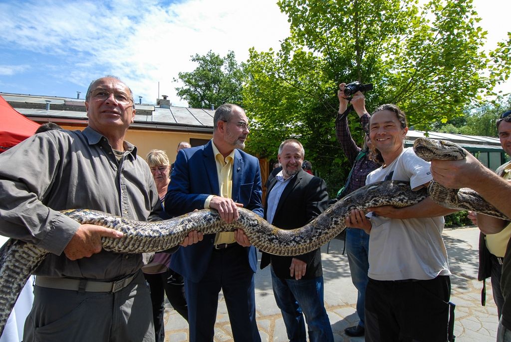 Novou expozici s nejjedovatějšími hady světa otevřela dnes plzeňská zoo. Opravou terárií z let 1963 a 1964 v Tropickém pavilonu přináší pohled na 12 druhů jedovatých hadů čtyř kontinentů, a sice Afriky, Austrálie, Asie a Ameriky. (foto: 29.5.2015)