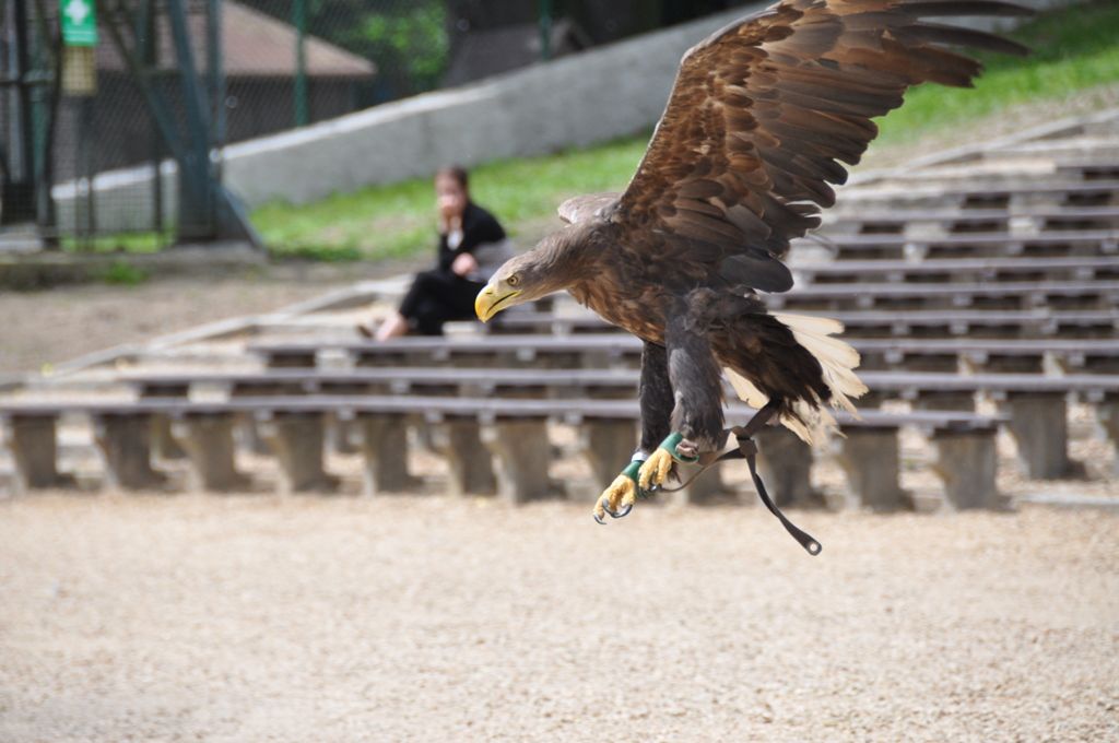 Lochotínský amfiteátr v Plzni se podařilo kompletně zrekonstruovat, stavba za 29,5 milionu korun zahrnula nejen rekonstrukci schodišť a hlediště, úpravy pódia, sanaci čtyř objektů, jež jsou součástí amfiteátru, ale i sadové úpravy a úpravy trávníků, pořízení bezpečnostního systému, nové obrazovky, části plotu a další. Částkou přibližně 19,8 milionu korun přispěla Evropská unie. (foto: E. Kriegerová, 2.6.2015)