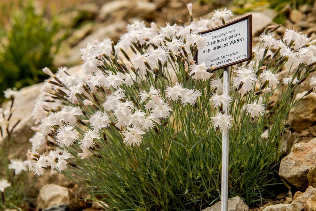 Mochna stříbrná, rozrazil alpský, hledíček, vrba nebo šťovík, to je jen drobný výčet horské flóry, která představuje nově otevřenou expozici Hory Evropy v plzeňské zoologické a botanické zahradě. Dosud nevyužitý svah nad restaurací Kiboko, kde v minulosti býval výběh pro lamy, paovce či jeleny, zpřístupnila zahrada návštěvníkům v podobě sítě cest se skalkami z různých druhů hornin. Ty umožňují nejen procházku Evropou od západu k východu, ale také stoupání z montánního pásma přes subalpínské po alpínské. (foto: 23.5.2016)