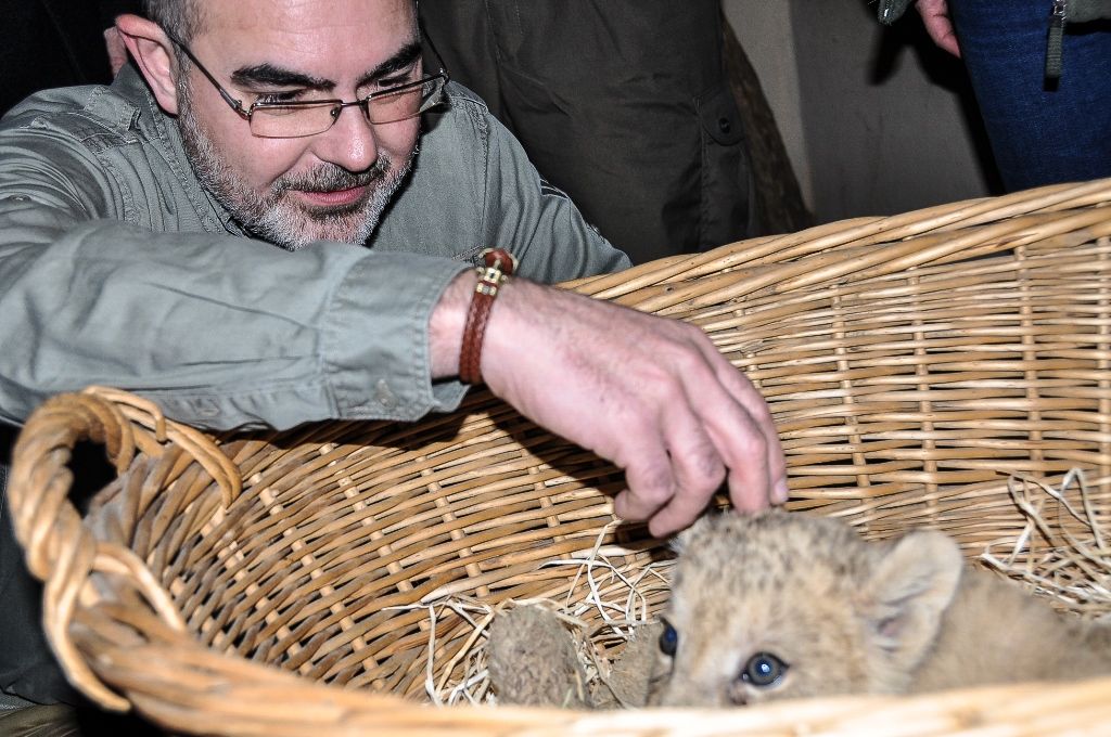 Primátor pokřtil samičku lva berberského, dostala jméno Amira (foto: M. Pecuch, 1.11.2016)