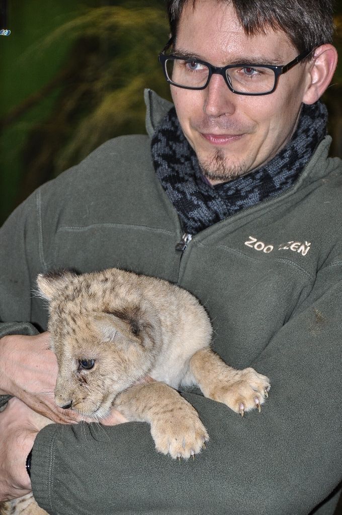 Primátor pokřtil samičku lva berberského, dostala jméno Amira (foto: M. Pecuch, 1.11.2016)
