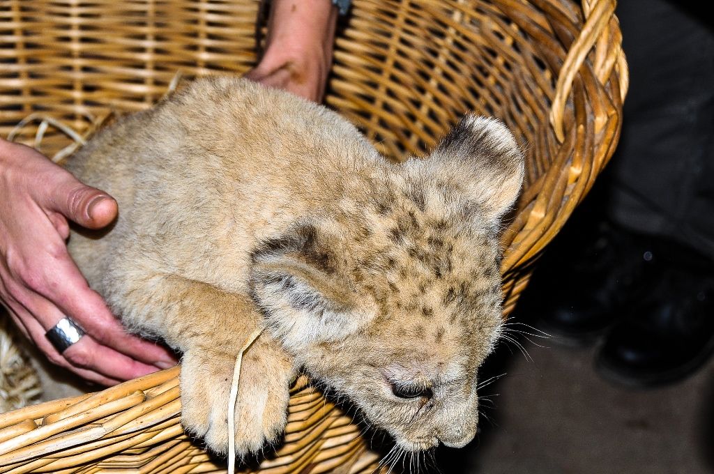 Primátor pokřtil samičku lva berberského, dostala jméno Amira (foto: M. Pecuch, 1.11.2016)
