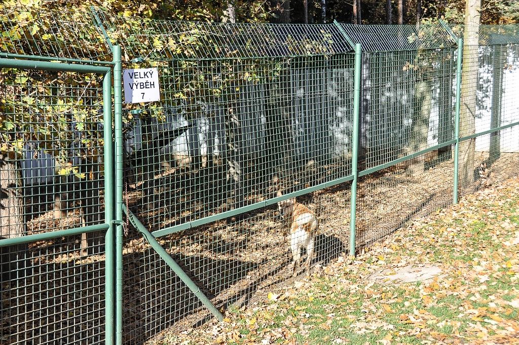 Primátor navštívil útulek pro zvířata (foto: M. Pecuch, 4.11.2016)