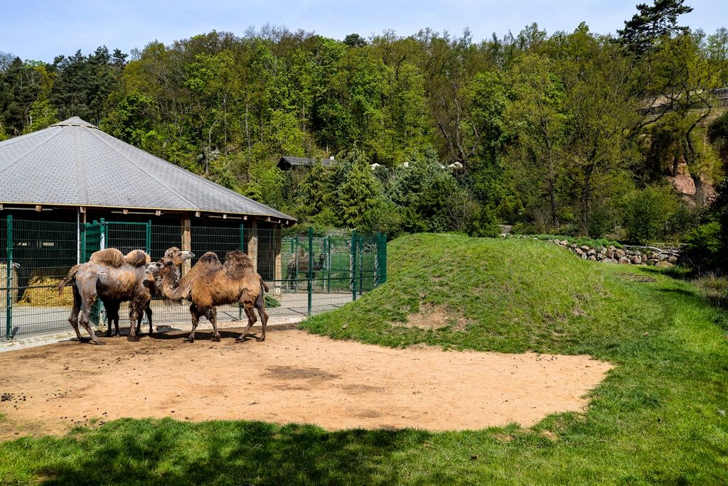 Plzeňské velbloudě dostalo jméno Anissa (foto: M. Pecuch, 10.5.2017)