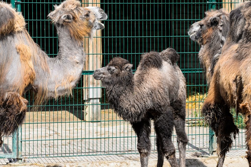 Plzeňské velbloudě dostalo jméno Anissa