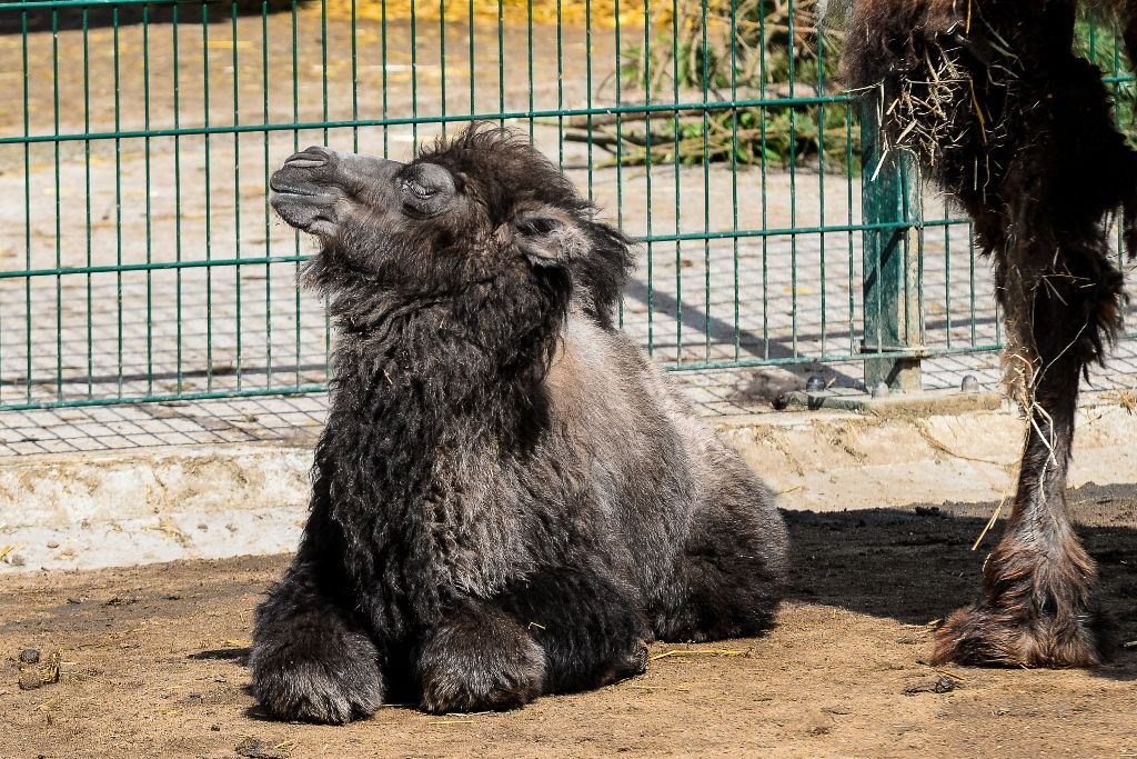 Plzeňské velbloudě dostalo jméno Anissa (foto: M. Pecuch, 10.5.2017)