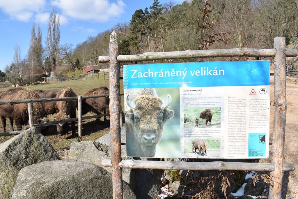 Devátý zubr plzeňské zoo dostal jméno Ony (foto: A. Jarošová, 21.3.2018)
