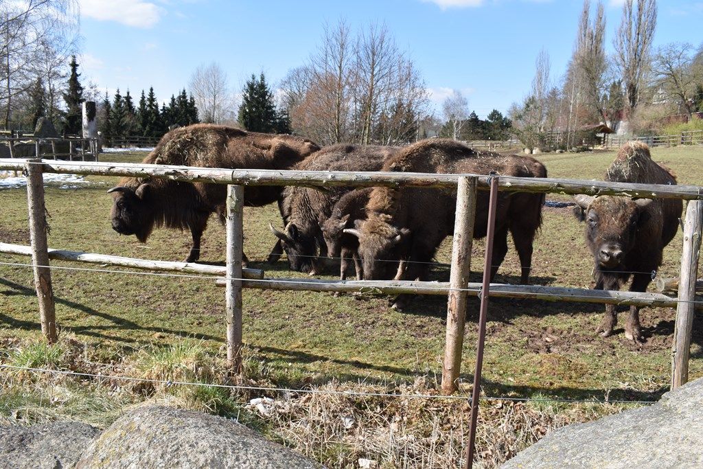 Devátý zubr plzeňské zoo dostal jméno Ony (foto: A. Jarošová, 21.3.2018)