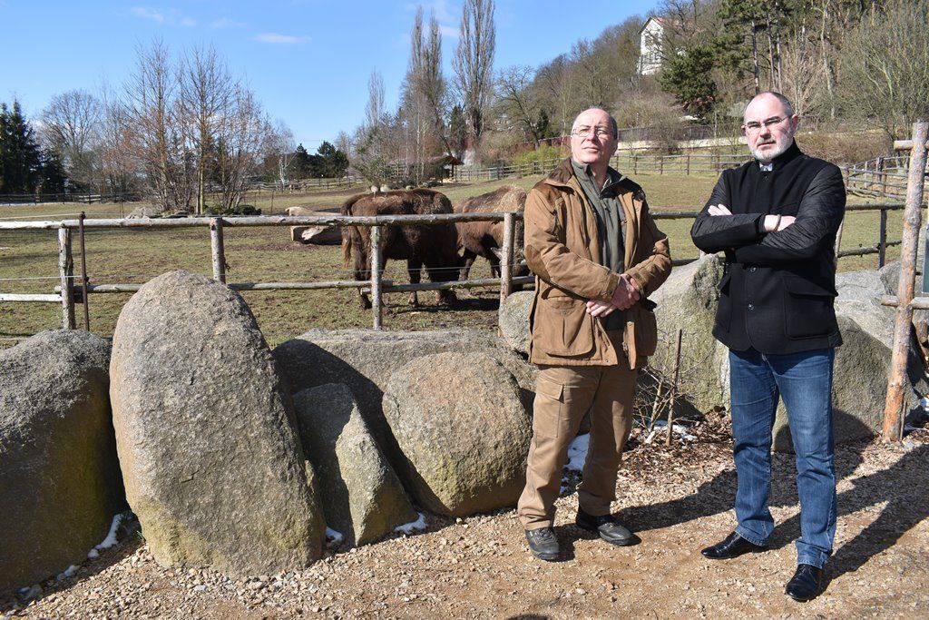 Devátý zubr plzeňské zoo dostal jméno Ony (foto: A. Jarošová, 21.3.2018)