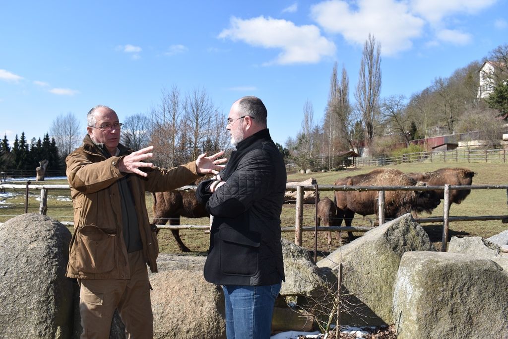 Devátý zubr plzeňské zoo dostal jméno Ony (foto: A. Jarošová, 21.3.2018)