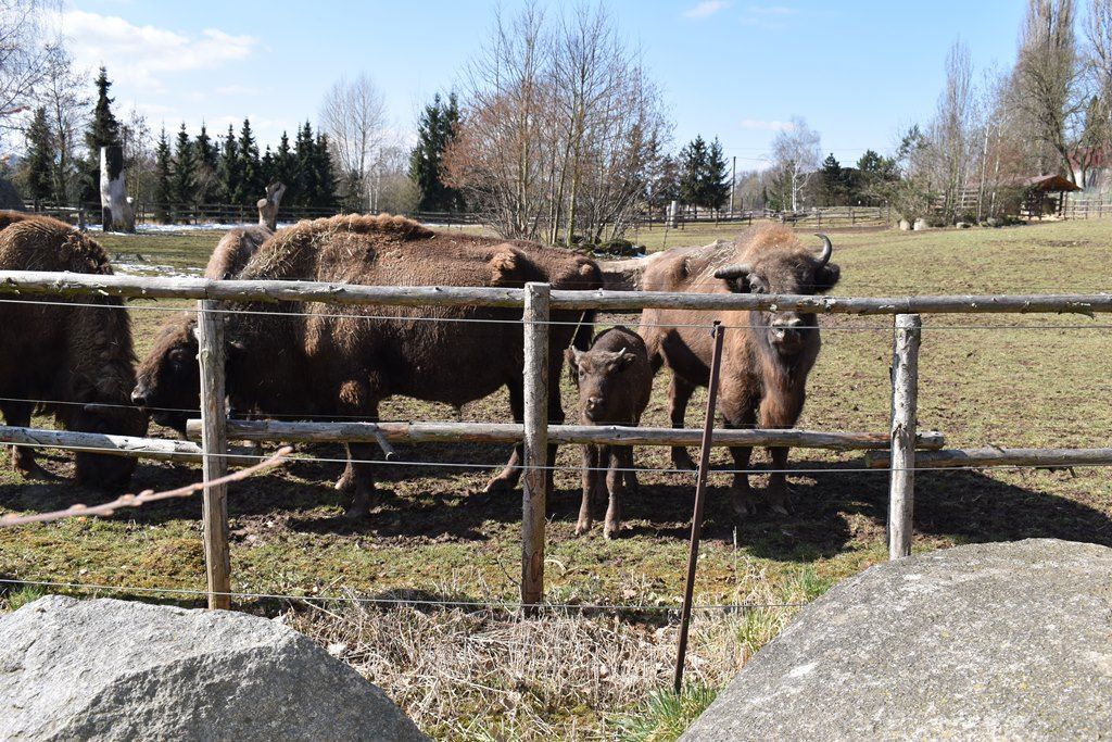 Devátý zubr plzeňské zoo dostal jméno Ony (foto: A. Jarošová, 21.3.2018)