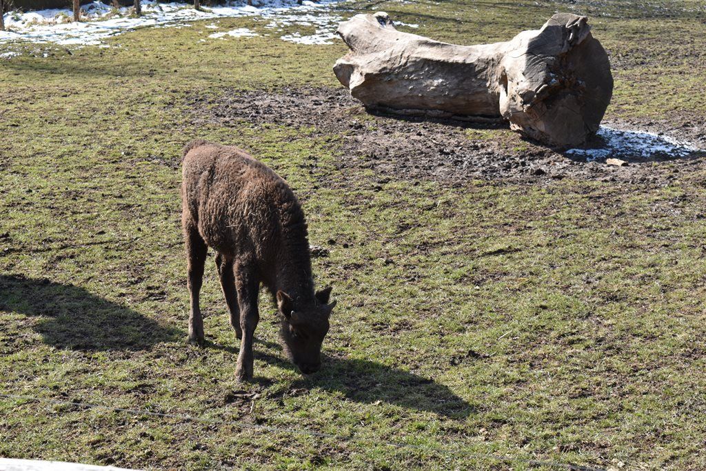 Devátý zubr plzeňské zoo dostal jméno Ony (foto: A. Jarošová, 21.3.2018)