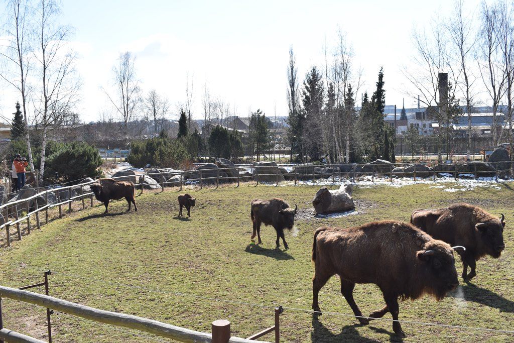 Devátý zubr plzeňské zoo dostal jméno Ony