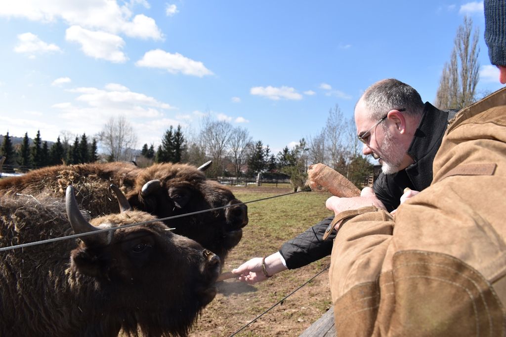 Devátý zubr plzeňské zoo dostal jméno Ony (foto: A. Jarošová, 21.3.2018)