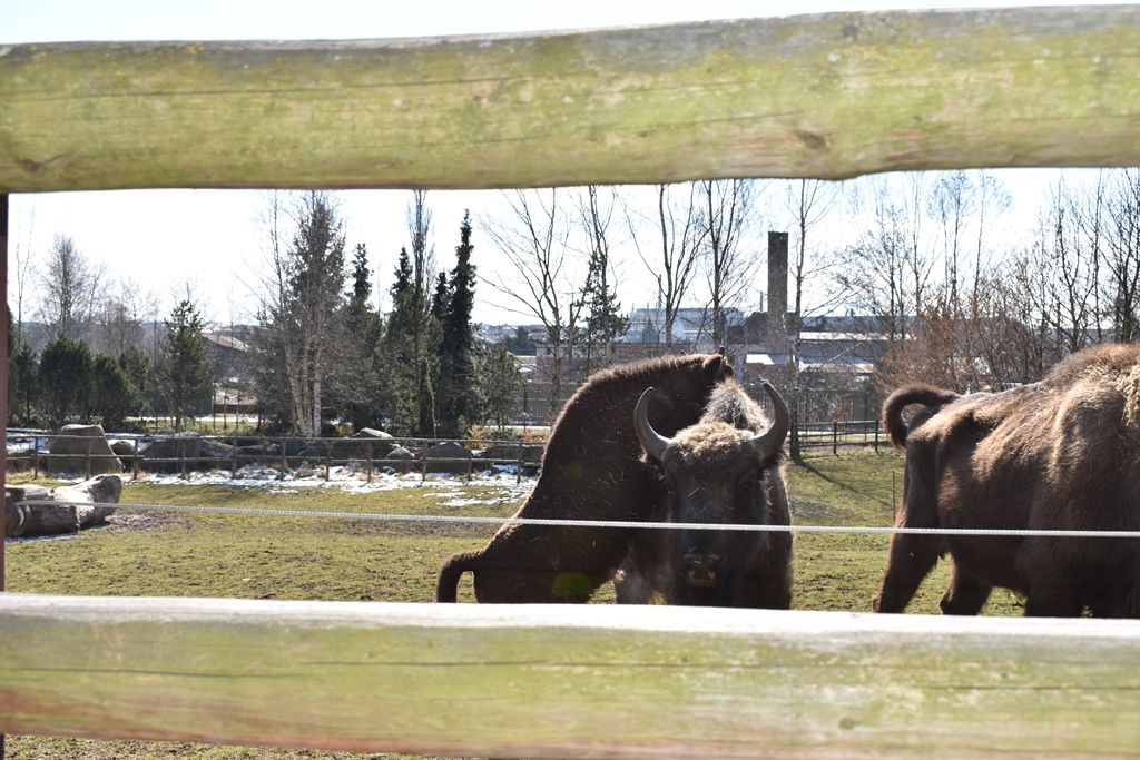 Devátý zubr plzeňské zoo dostal jméno Ony (foto: A. Jarošová, 21.3.2018)
