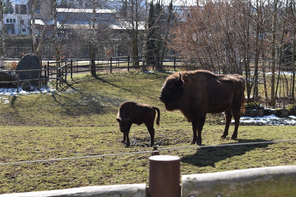 Devátý zubr plzeňské zoo dostal jméno Ony (foto: A. Jarošová, 21.3.2018)