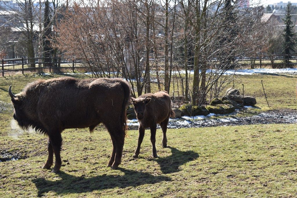 Devátý zubr plzeňské zoo dostal jméno Ony (foto: A. Jarošová, 21.3.2018)