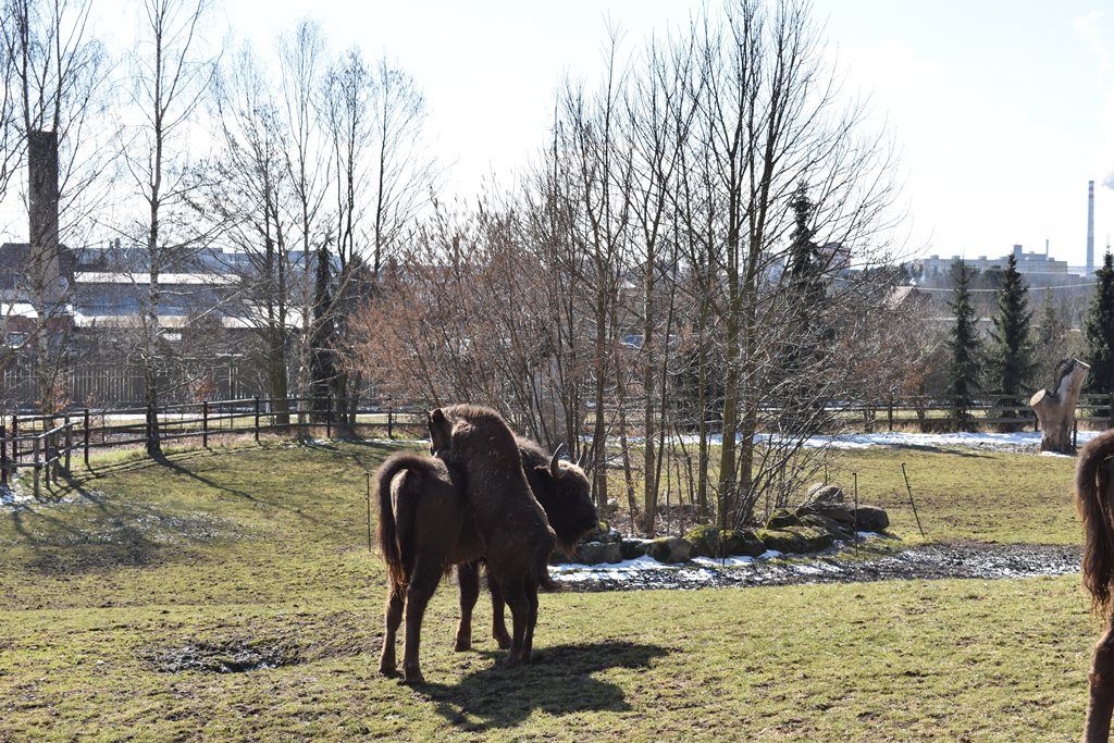 Devátý zubr plzeňské zoo dostal jméno Ony (foto: A. Jarošová, 21.3.2018)