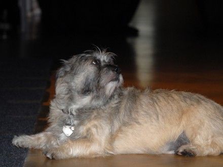 Pejsek režiséra Tauše (film Sněženky a machři po 25 letech)