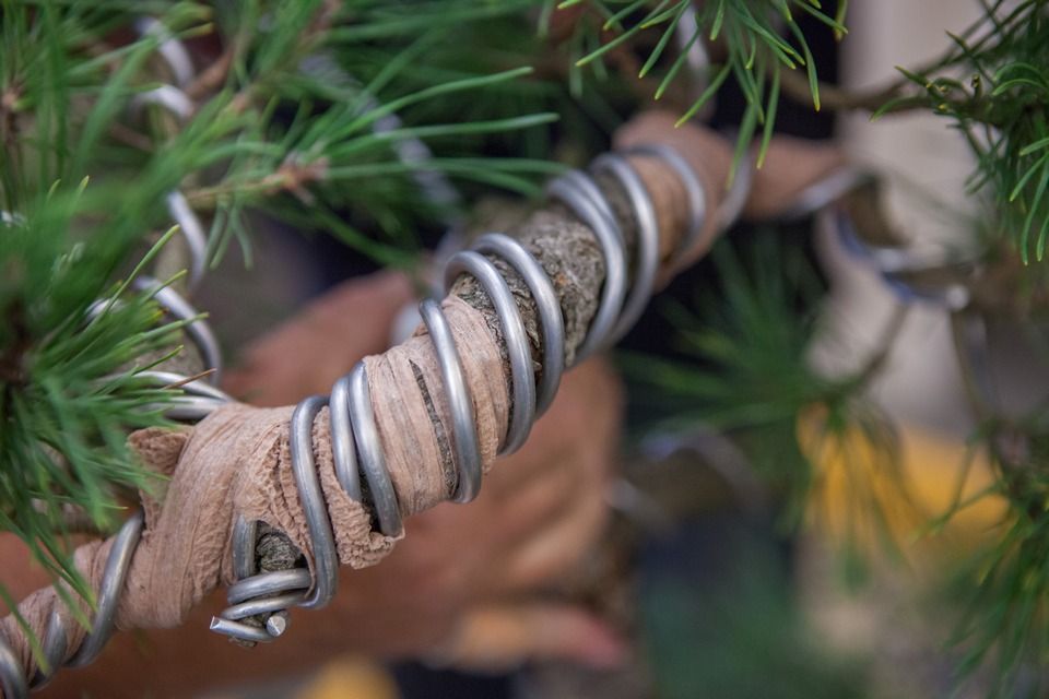 Stovky Plzeňanů zaujaly workshopy a přednášky s mistry tradičních japonských umění, které se uskutečnily v krajské metropoli od 1. do 7. října. Japonští lektoři z města Takasaki, držitelé významných kulturních ocenění, vedli dílny kaligrafie, bonsaje, ikebany i čajového obřadu, všechny byly plně obsazeny, organizátoři evidovali i desítky náhradníků. Akce byla hlavním bodem oslav 25 letého partnerství města Plzně s více než devět tisíc kilometrů vzdáleným Takasaki, smlouvu obou měst podepsali primátoři 1. srpna 1990. (foto: V. Štaif, 2.-7.10.2015)