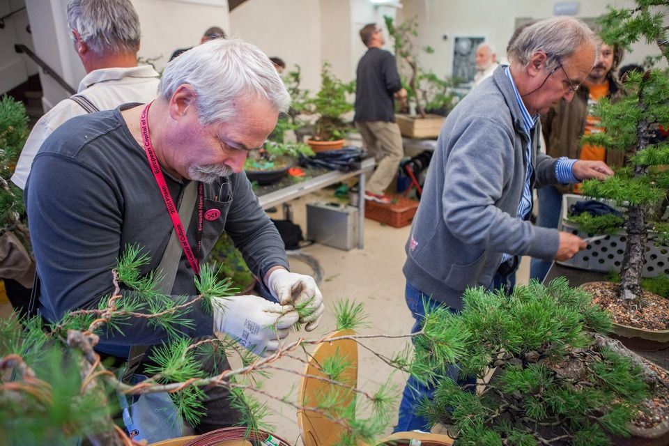 Stovky Plzeňanů zaujaly workshopy a přednášky s mistry tradičních japonských umění, které se uskutečnily v krajské metropoli od 1. do 7. října. Japonští lektoři z města Takasaki, držitelé významných kulturních ocenění, vedli dílny kaligrafie, bonsaje, ikebany i čajového obřadu, všechny byly plně obsazeny, organizátoři evidovali i desítky náhradníků. Akce byla hlavním bodem oslav 25 letého partnerství města Plzně s více než devět tisíc kilometrů vzdáleným Takasaki, smlouvu obou měst podepsali primátoři 1. srpna 1990. (foto: V. Štaif, 2.-7.10.2015)