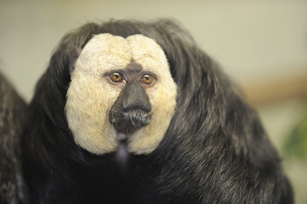 Plzeňská zoo je nejnavštěvovanějším turistickým cílem našeho města. (foto zdroj: Zoo Plzeň)