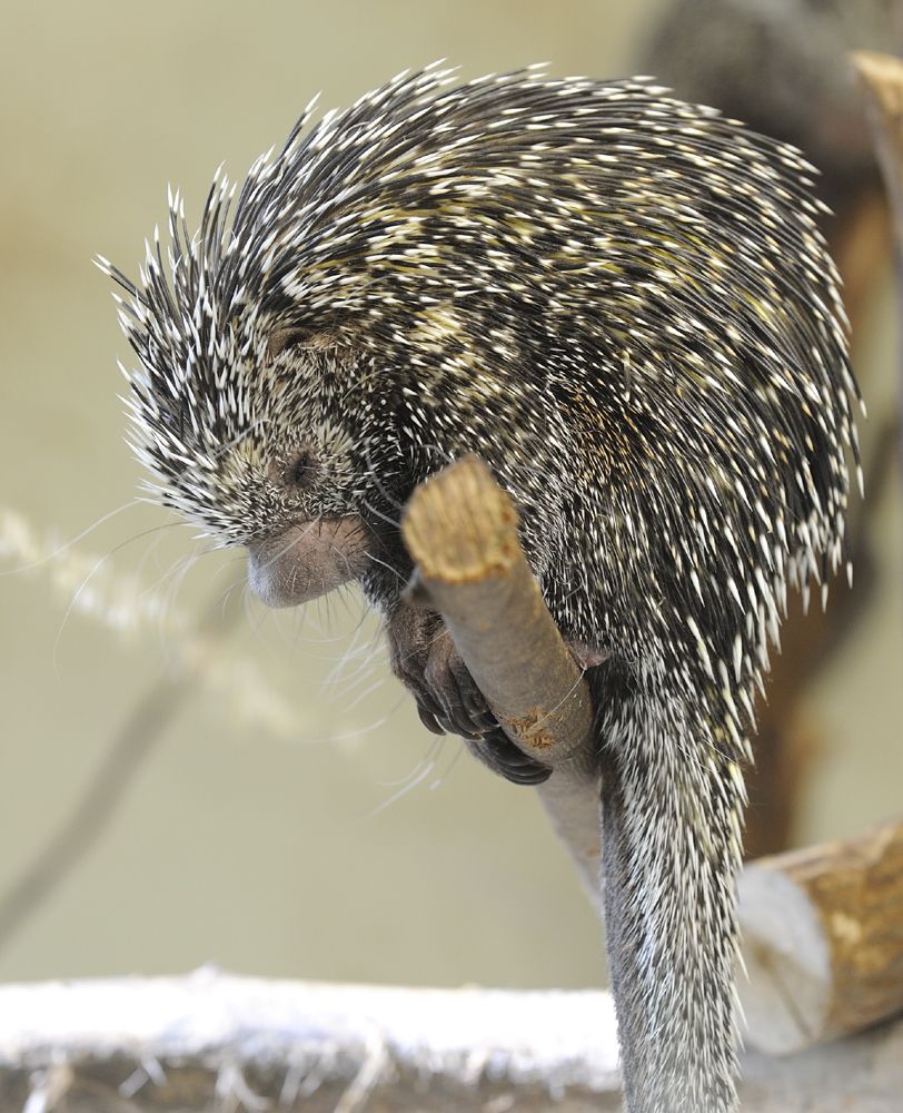 Plzeňská zoo je nejnavštěvovanějším turistickým cílem našeho města. (foto zdroj: Zoo Plzeň)