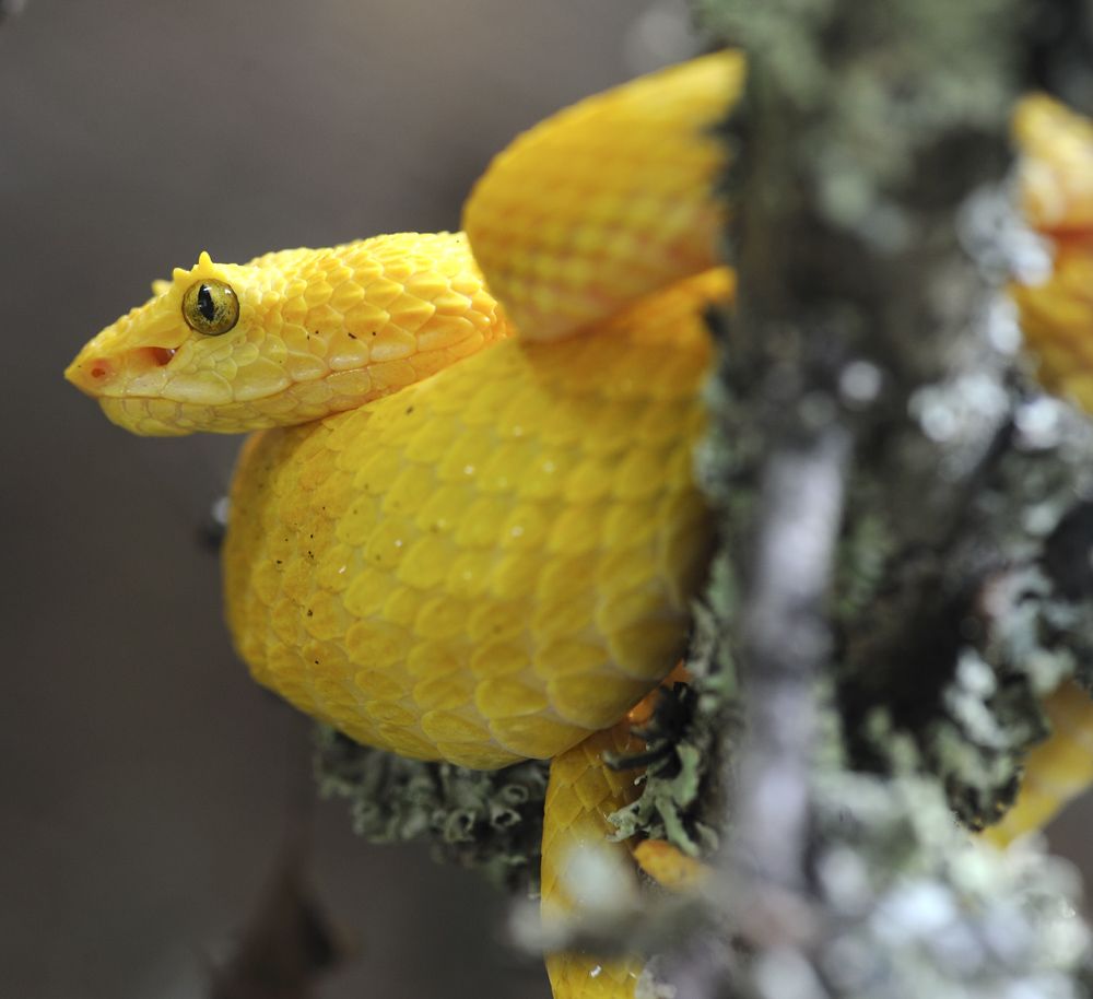 Plzeňská zoo je nejnavštěvovanějším turistickým cílem našeho města. (foto zdroj: Zoo Plzeň)
