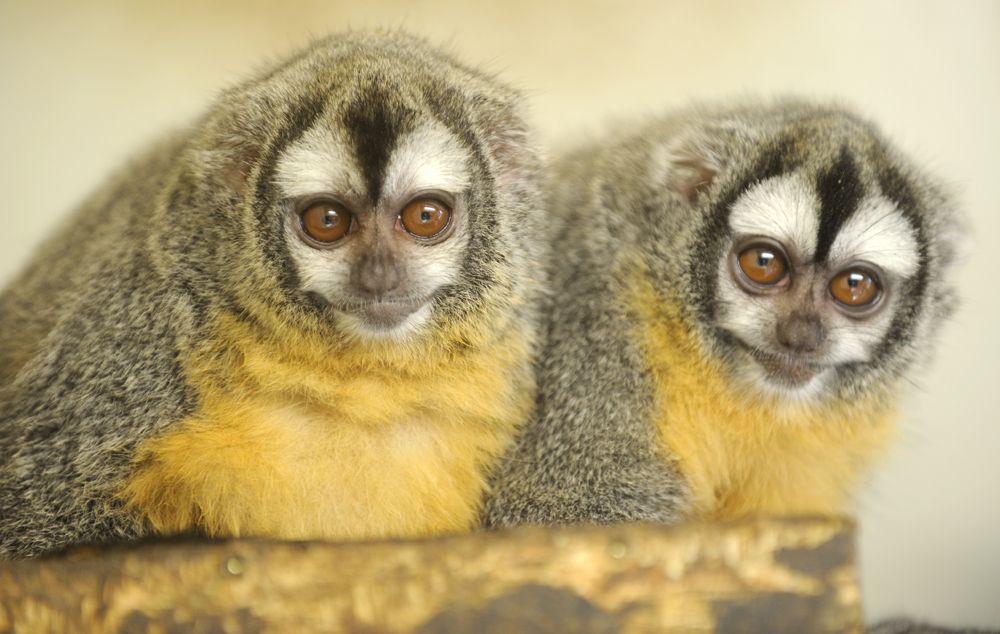 Plzeňská zoo je nejnavštěvovanějším turistickým cílem našeho města. (foto zdroj: Zoo Plzeň)