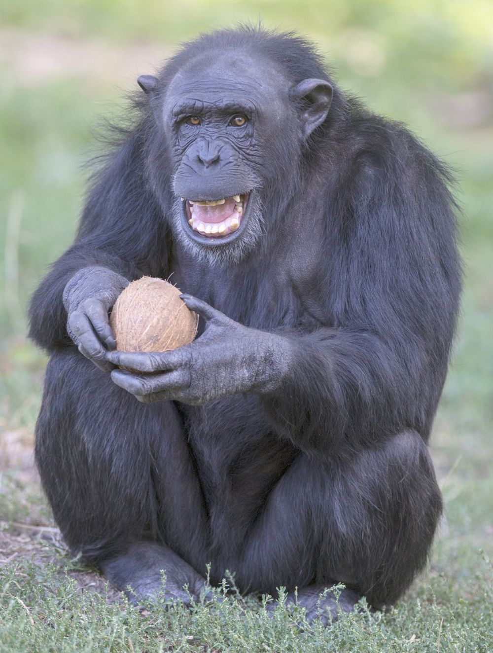 Plzeňská zoo je nejnavštěvovanějším turistickým cílem našeho města. (foto zdroj: Zoo Plzeň)