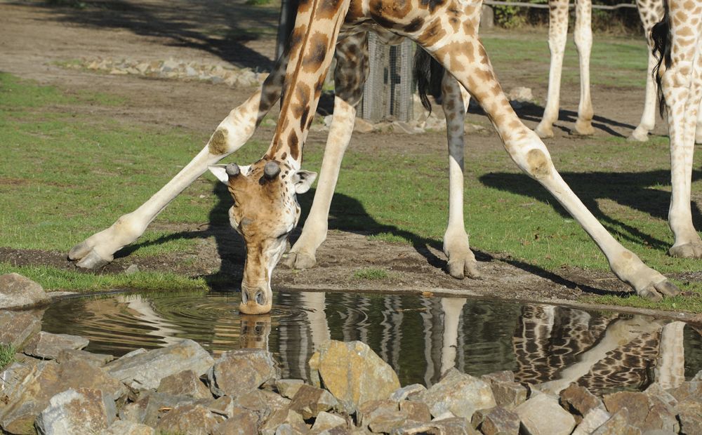 Plzeňská zoo je nejnavštěvovanějším turistickým cílem našeho města. (foto zdroj: Zoo Plzeň)
