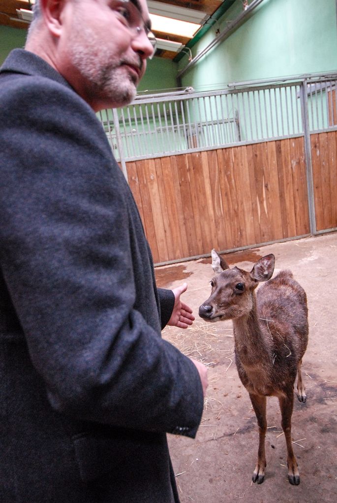 Měsíc a půl staré mládě vzácného jelena timorského pokřtil dnes v plzeňské zoologické zahradě primátor města Martin Zrzavecký, stal se tak kmotrem již sedmého druhu zvířete chovaného v této příspěvkové organizaci města. Svého kmotra dnes dále našlo i týden staré mládě nyaly nížinné, zvířete, jež se hojně vyskytuje v Africe. Jméno samičce vybral ekonomický náměstek primátora Pavel Kotas, pojmenoval ji Gábinka. Čestným kmotrem se dnes v plzeňské zoo stal i vedoucí kanceláře primátora Václav Pach, a sice mláděte pásovce kulovitého. Pásovec dostal jméno Alex. (foto: 21.10.2015)