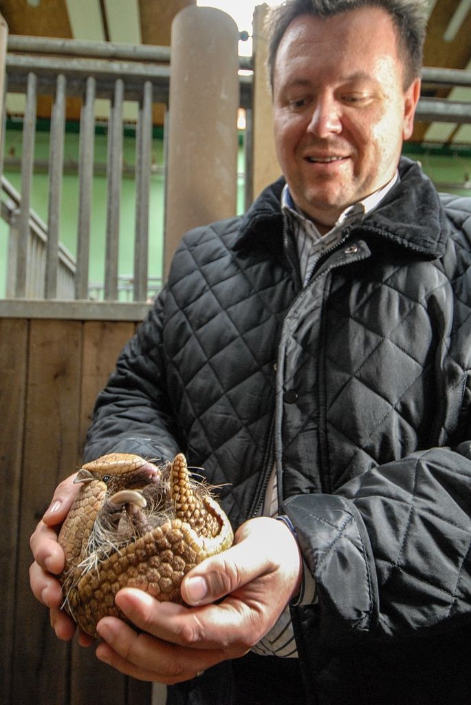 Měsíc a půl staré mládě vzácného jelena timorského pokřtil dnes v plzeňské zoologické zahradě primátor města Martin Zrzavecký, stal se tak kmotrem již sedmého druhu zvířete chovaného v této příspěvkové organizaci města. Svého kmotra dnes dále našlo i týden staré mládě nyaly nížinné, zvířete, jež se hojně vyskytuje v Africe. Jméno samičce vybral ekonomický náměstek primátora Pavel Kotas, pojmenoval ji Gábinka. Čestným kmotrem se dnes v plzeňské zoo stal i vedoucí kanceláře primátora Václav Pach, a sice mláděte pásovce kulovitého. Pásovec dostal jméno Alex. (foto: 21.10.2015)