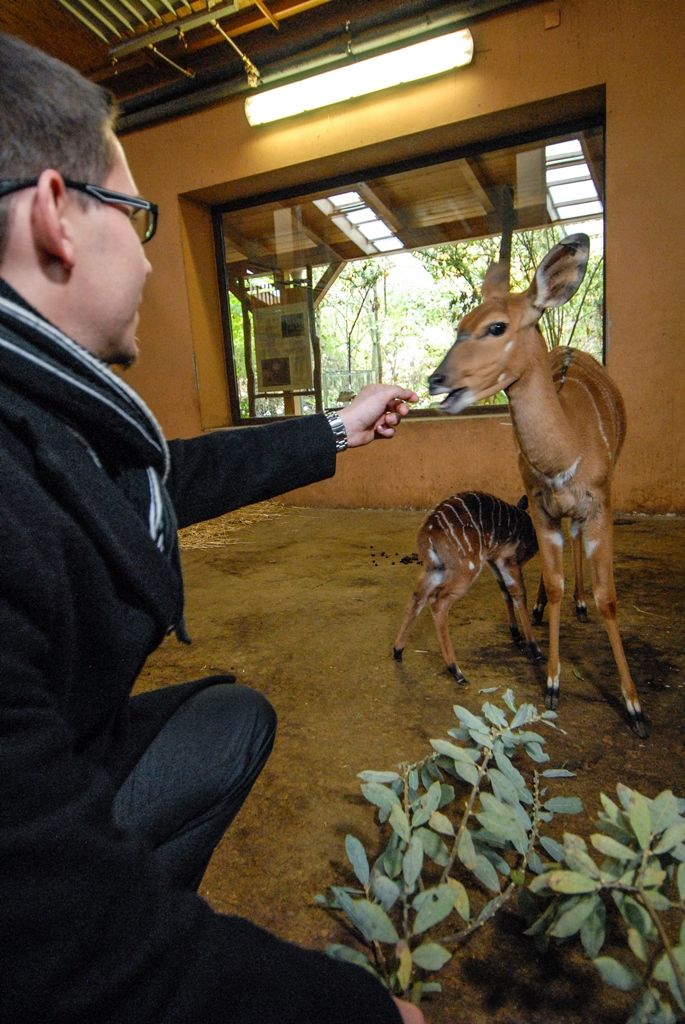Měsíc a půl staré mládě vzácného jelena timorského pokřtil dnes v plzeňské zoologické zahradě primátor města Martin Zrzavecký, stal se tak kmotrem již sedmého druhu zvířete chovaného v této příspěvkové organizaci města. Svého kmotra dnes dále našlo i týden staré mládě nyaly nížinné, zvířete, jež se hojně vyskytuje v Africe. Jméno samičce vybral ekonomický náměstek primátora Pavel Kotas, pojmenoval ji Gábinka. Čestným kmotrem se dnes v plzeňské zoo stal i vedoucí kanceláře primátora Václav Pach, a sice mláděte pásovce kulovitého. Pásovec dostal jméno Alex. (foto: 21.10.2015)