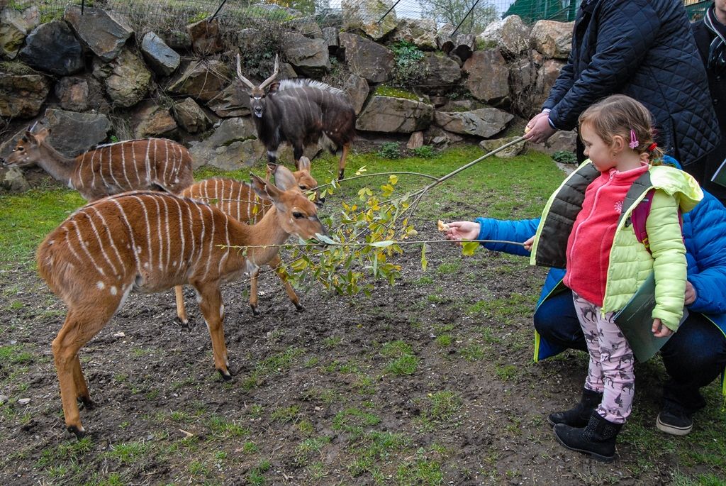 Měsíc a půl staré mládě vzácného jelena timorského pokřtil dnes v plzeňské zoologické zahradě primátor města Martin Zrzavecký, stal se tak kmotrem již sedmého druhu zvířete chovaného v této příspěvkové organizaci města. Svého kmotra dnes dále našlo i týden staré mládě nyaly nížinné, zvířete, jež se hojně vyskytuje v Africe. Jméno samičce vybral ekonomický náměstek primátora Pavel Kotas, pojmenoval ji Gábinka. Čestným kmotrem se dnes v plzeňské zoo stal i vedoucí kanceláře primátora Václav Pach, a sice mláděte pásovce kulovitého. Pásovec dostal jméno Alex. (foto: 21.10.2015)