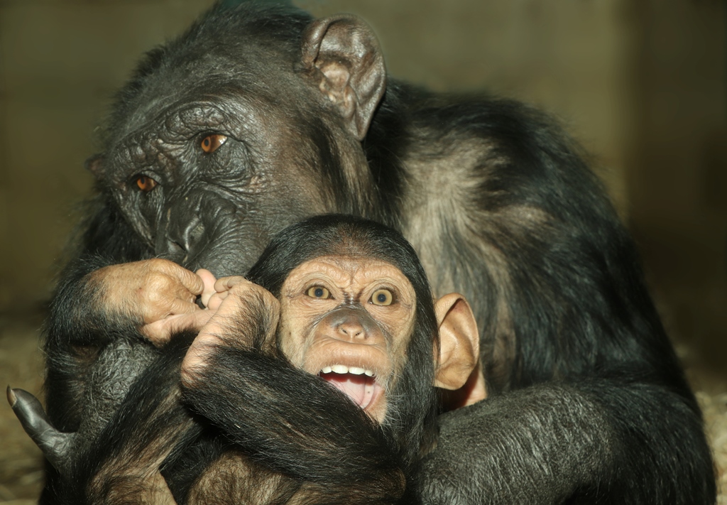 Zoologischer und botanischer Garten der Stadt Pilsen Zoo Plzeň