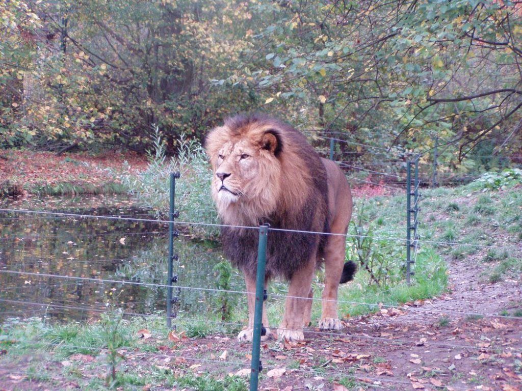 ZOO