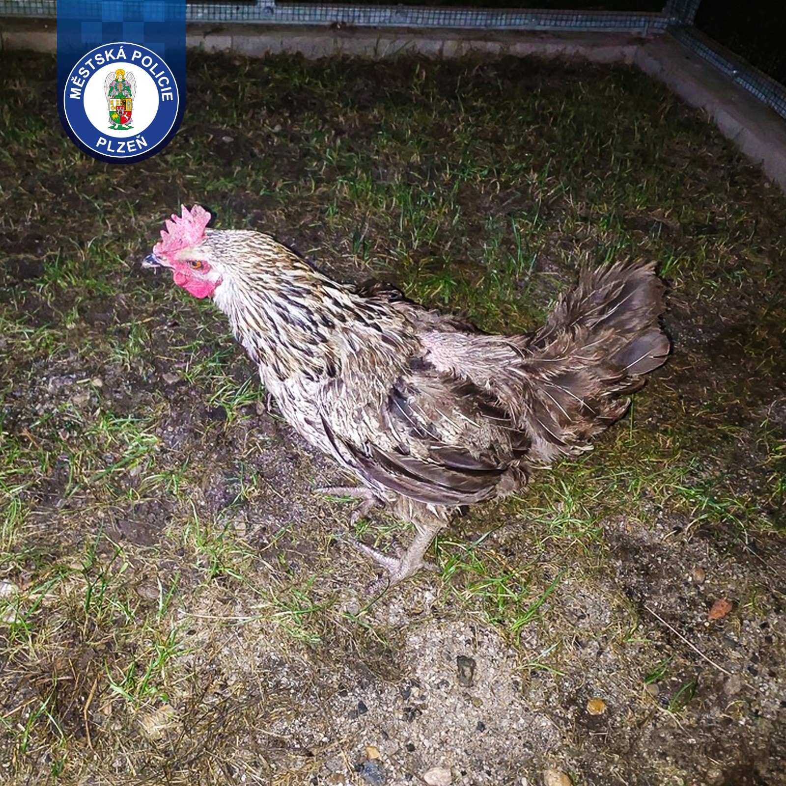 Lída na slepičím výletě