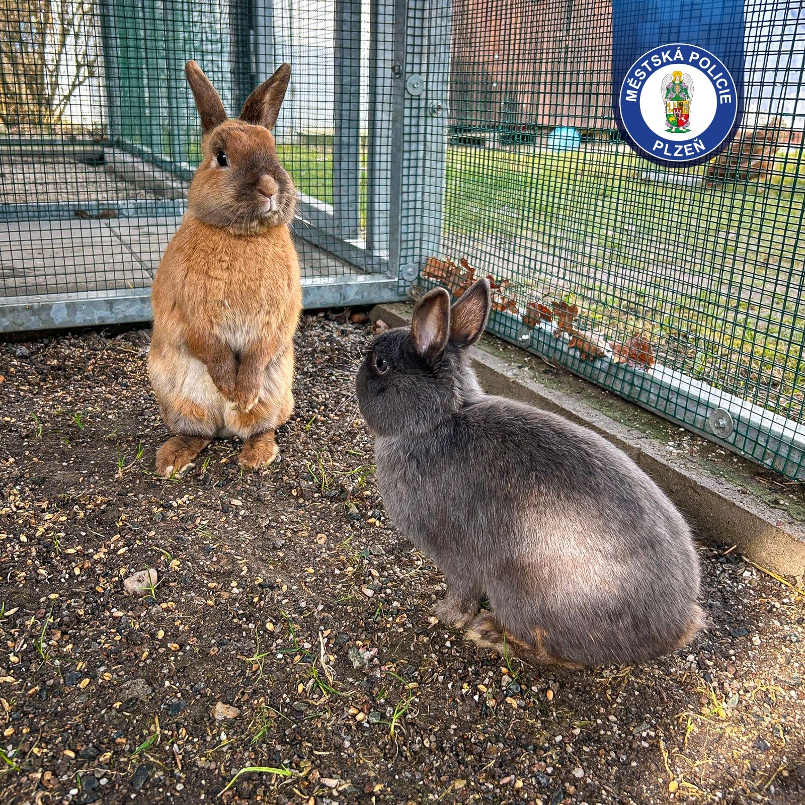 Dvojice "ušáků" na dobrodružné výpravě v parku   