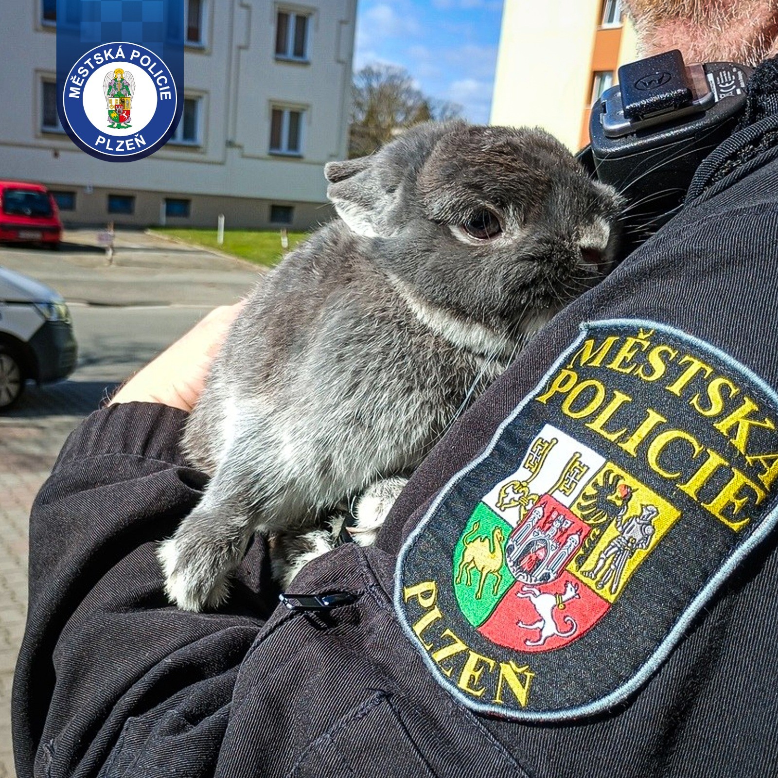 Samík hledá nový domov