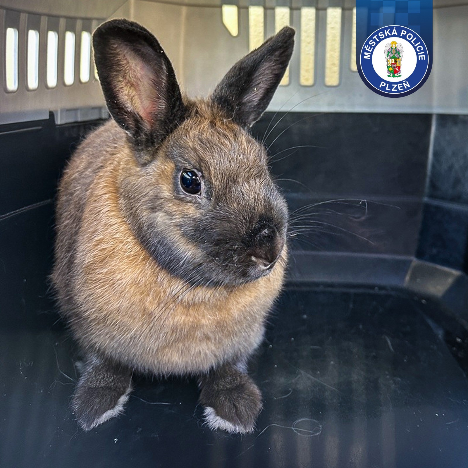 Zakrslý králík u popelnice