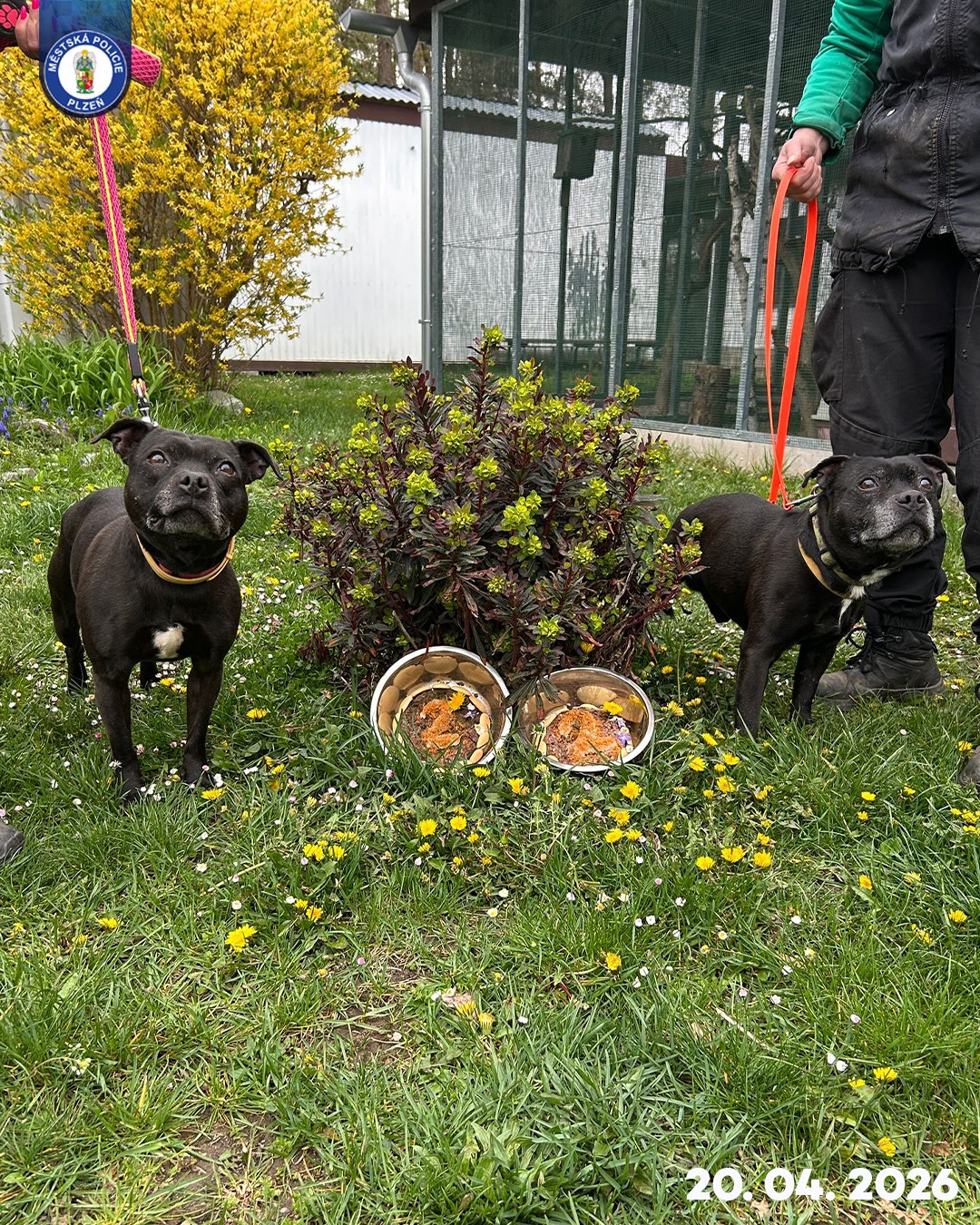 Druhé ,,útulkové“ narozeniny Xanadu a Staforiho