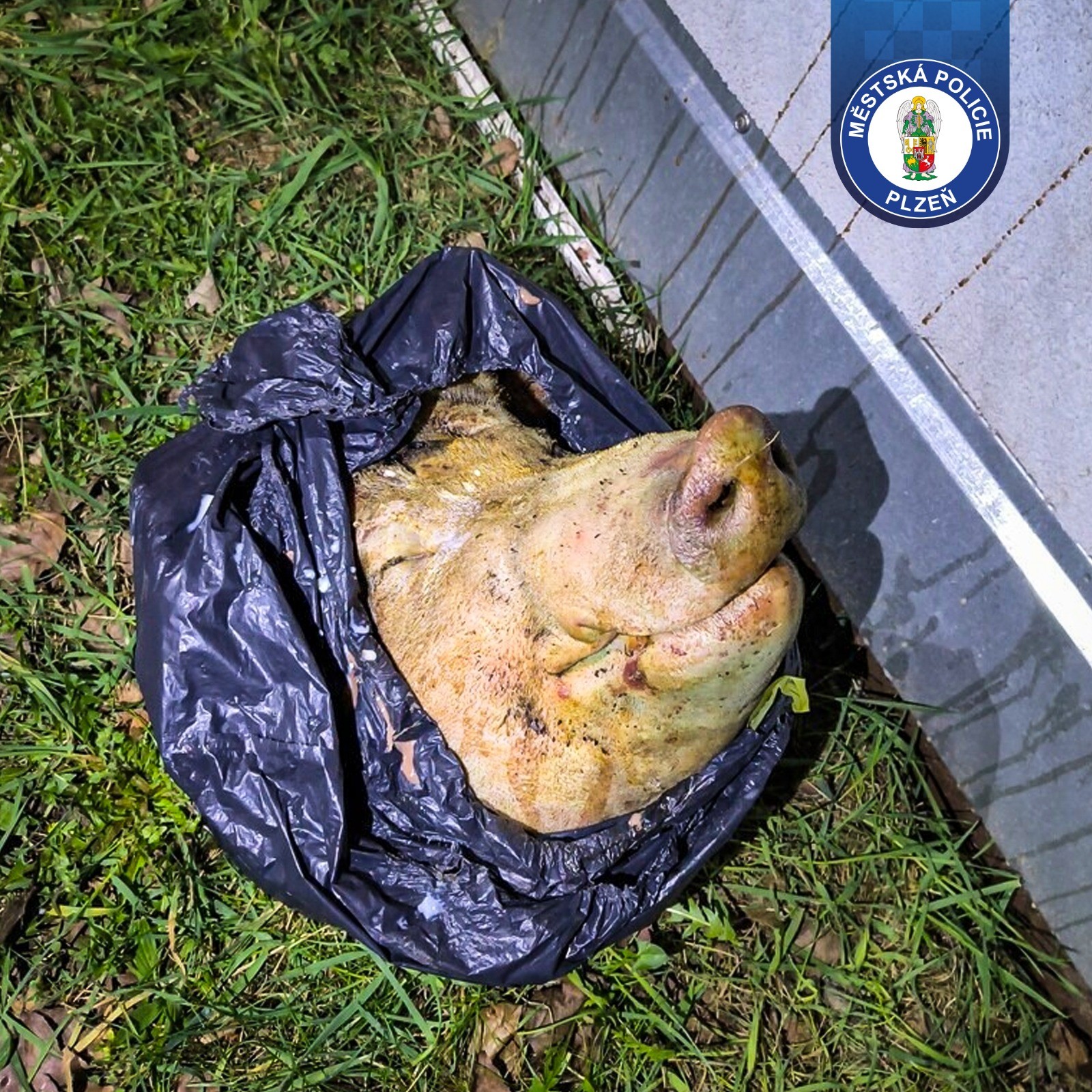 Hororový nález na Slovanech