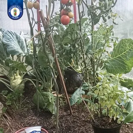 Nutrie vs strážníci