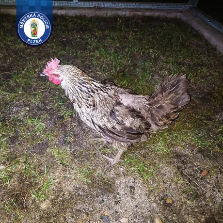 Lída na slepičím výletě