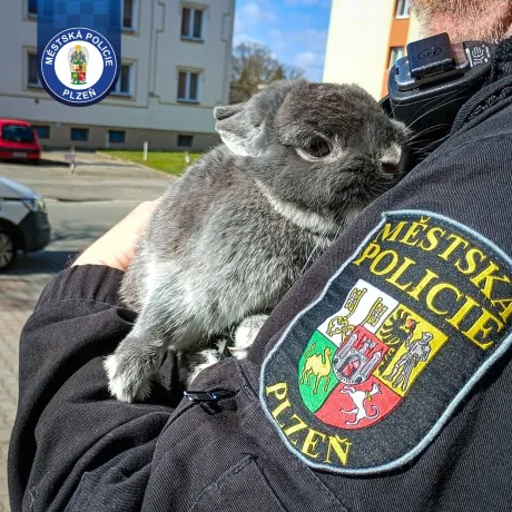 Samík hledá nový domov