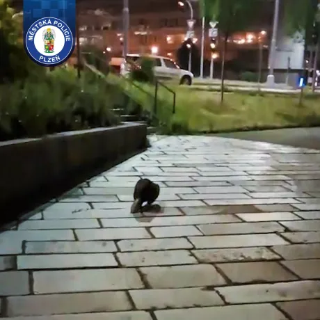 Bobr na noční obhlídce Plzně