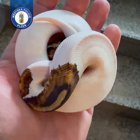 V zabouchnutém bytě zůstali exotičtí hadi mimo terárium