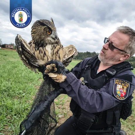 Zraněná samice výra skončila v péči záchranné stanice