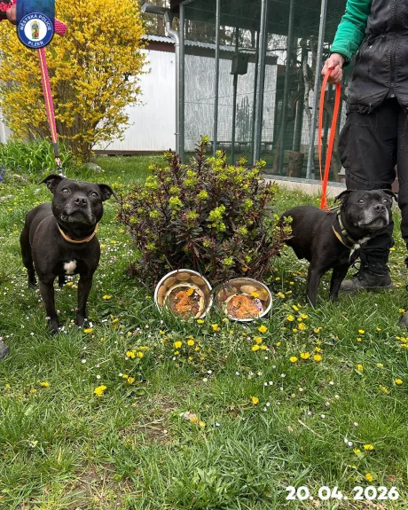 Druhé ,,útulkové“ narozeniny Xanadu a Staforiho